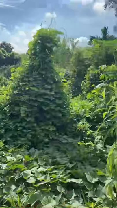 Đất nghỉ dưỡng Yên Xuân Thạch Thất 1747m² - View suối núi tuyệt đẹp!