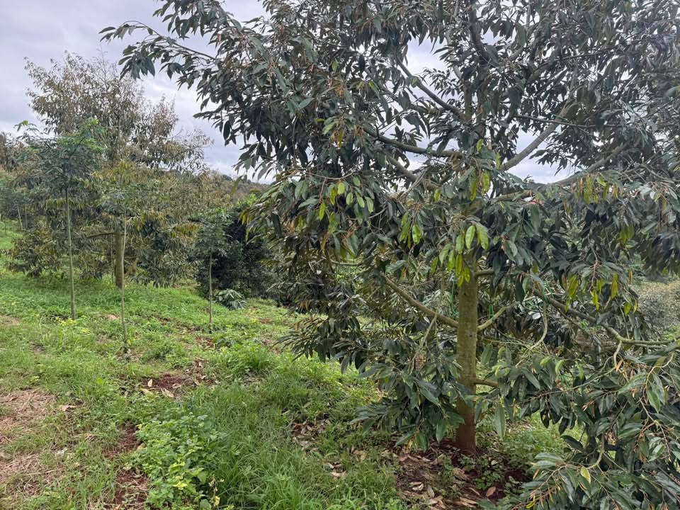 Đất nền Ea Hiao, huyện Ea H'leo, Đắk Lắk 9000m² giá 122.5 triệu - Sổ đỏ chính chủ, đầu tư sinh lời!