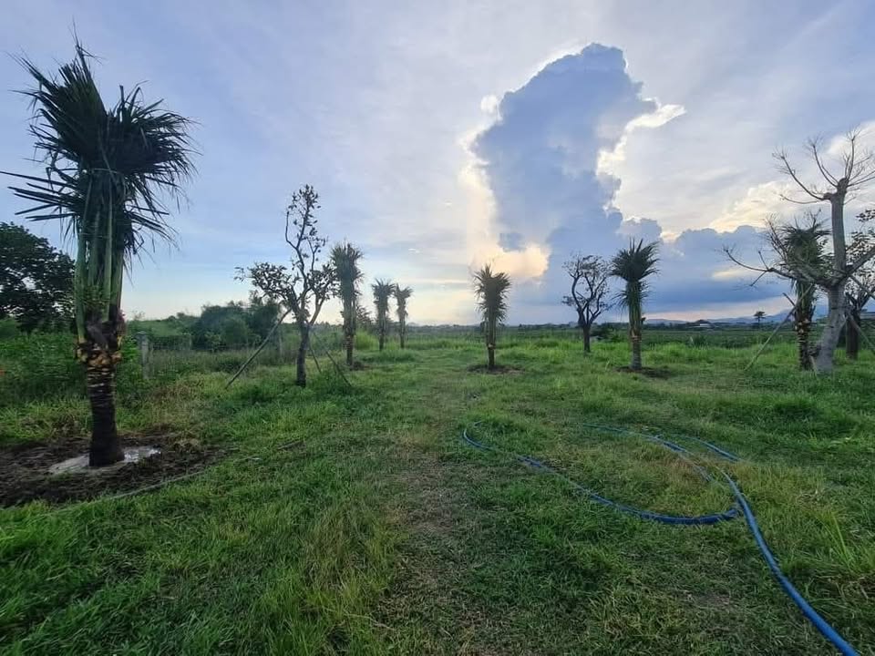 Đất thổ cư 813m² thôn Phú Mỹ, Hàm Mỹ - Giá 1.35 tỷ, view sông Cà Ty tuyệt đẹp!