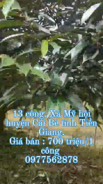 Farm sầu riêng tại xã Mỹ Hội, huyện Cái Bè, Tiền Giang 13.000m² giá 4.68 tỷ - Cơ hội đầu tư tuyệt vời!