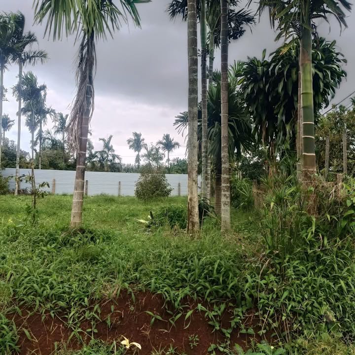 Đất Lộc Thạnh - Phú Lộc 175m² giá 126 triệu - Sổ đỏ chính chủ!