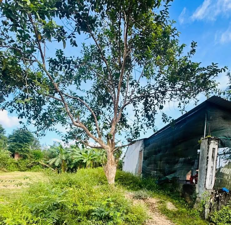 Đất nền thôn 5, phường Đăk Cấm, 145m² giá 310 triệu - Đầu tư sinh lời ngay!