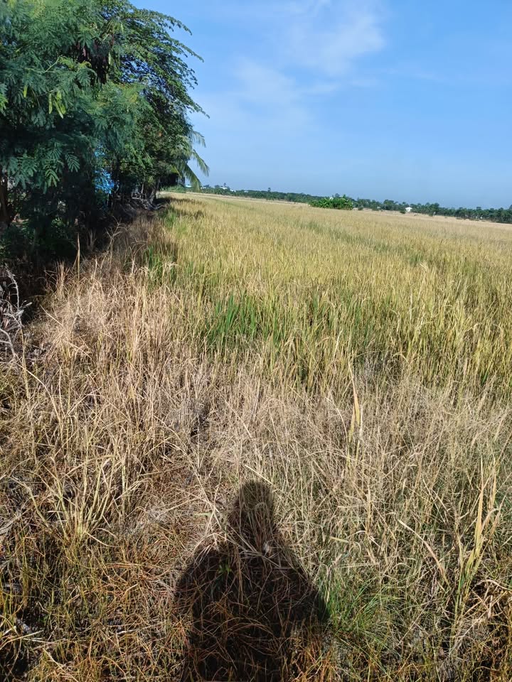 Đất ruộng ấp 6 Tân Phước 4100m² giá chỉ 200 triệu - Cơ hội đầu tư hấp dẫn!