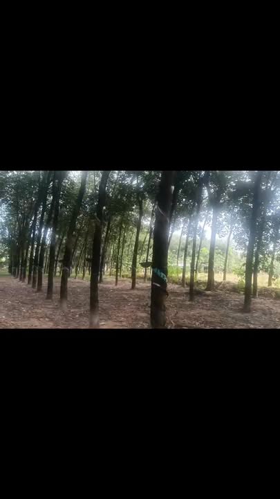 Farm đất Bình Thắng Bù Gia Mập 1,9ha giá 2,1 tỷ - Cơ hội đầu tư hấp dẫn!