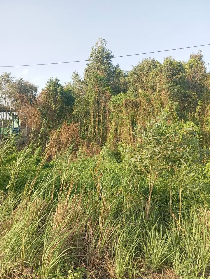 Đất thổ cư Tân Thành Thủ Thừa 300m² giá 1.2 tỷ - Sổ đỏ chính chủ, công chứng nhanh!