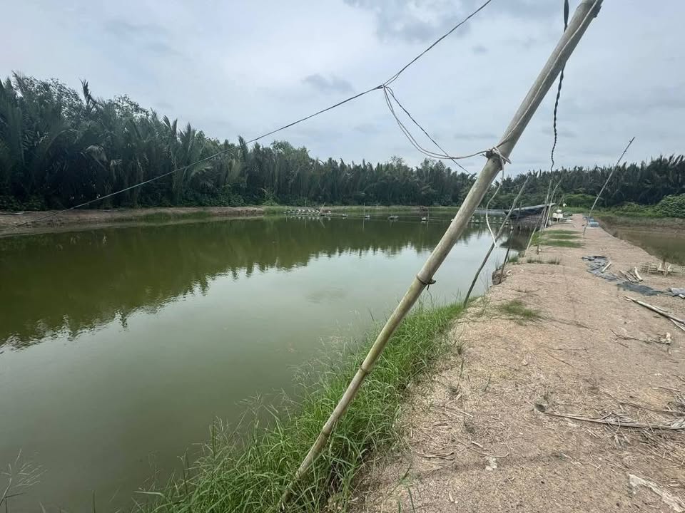 Đất lúa 2480m² xã Tân Chánh, Cần Đước, giá 700 triệu - Gần sông Vàm Cỏ