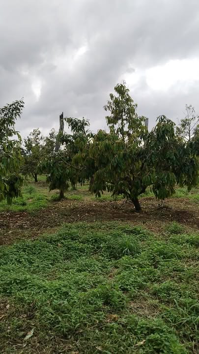 Farm đất sầu riêng 2.3ha tại Ea Ral - Giá 8 tỷ thương lượng ngay!