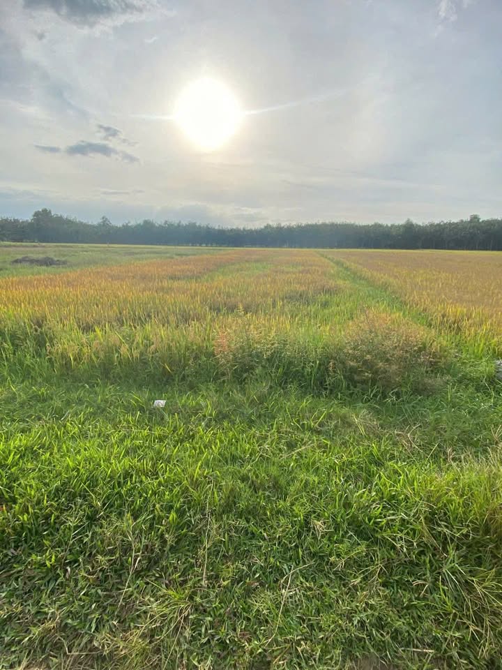 Đất nền An Nhơn Tây, Củ Chi 950m² giá 950 triệu - Cơ hội đầu tư tốt!