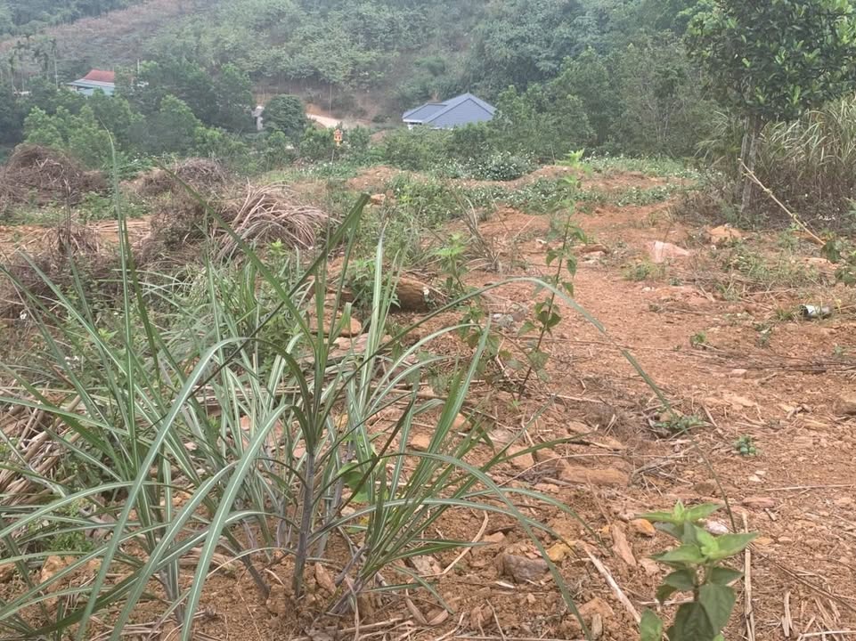 Đất ở Ba Trại, Ba Vì 2000m² giá 8.715 triệu - Tiềm năng đầu tư lớn!