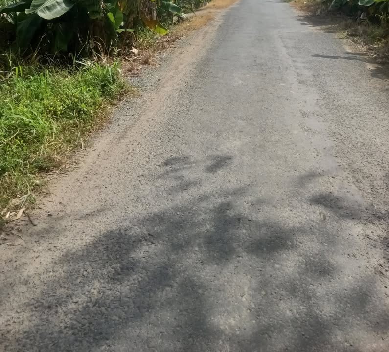 Đất vườn Tân Mỹ, Ba Tri 3100m² giá 390 triệu - Cơ hội đầu tư hấp dẫn!