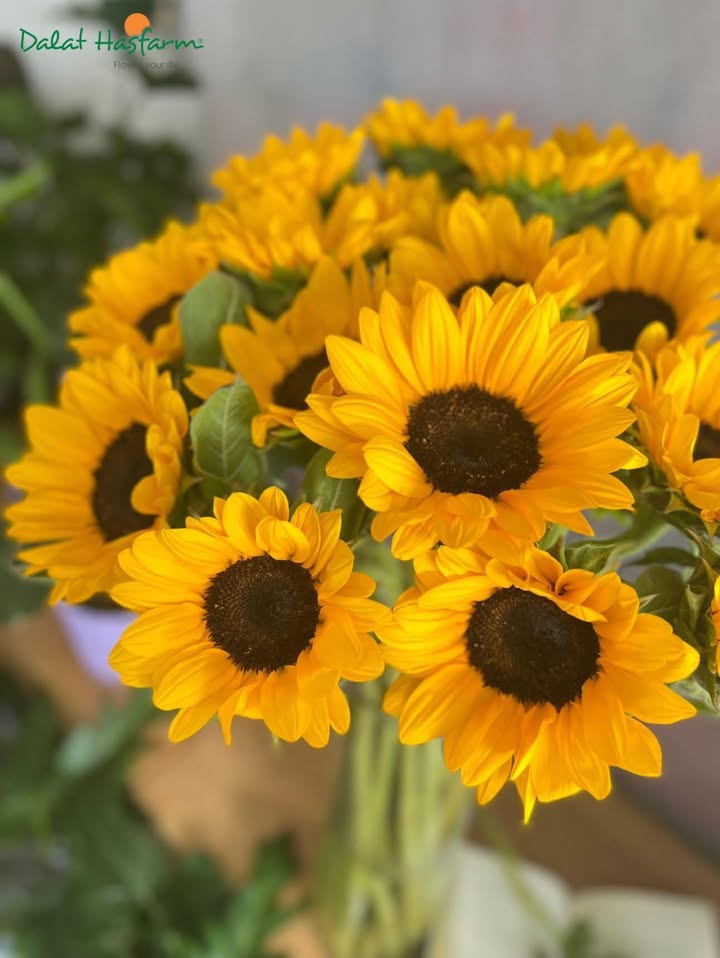 Đất nền chính chủ Hòa Xuân 120m² giá chỉ 1.8 tỷ - Nở hậu phát tài!