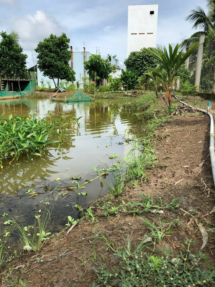 Đất nền 1000m² tại Phước Tuy, Cần Đước - Giá chỉ 6 tỷ, chính chủ bán gấp!