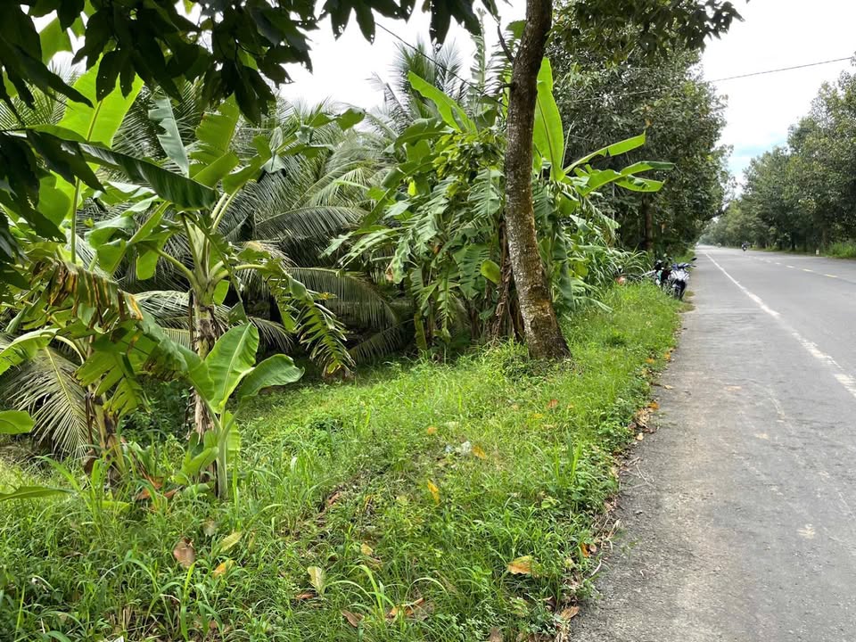 Đất nền mặt tiền đường tuyến tránh Giồng Trôm 2400m² giá 1.872 tỷ - Cơ hội đầu tư tuyệt vời!