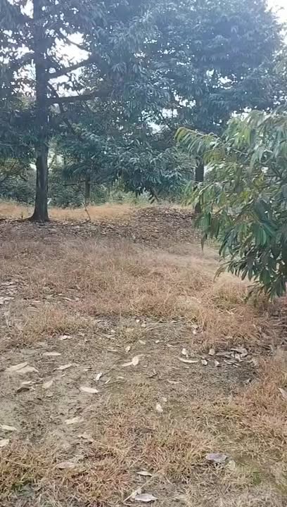 Đất vườn 1ha xã Đoàn Kết, Đạ Huoai giá chỉ 4 tỷ - Sang nhượng gấp!