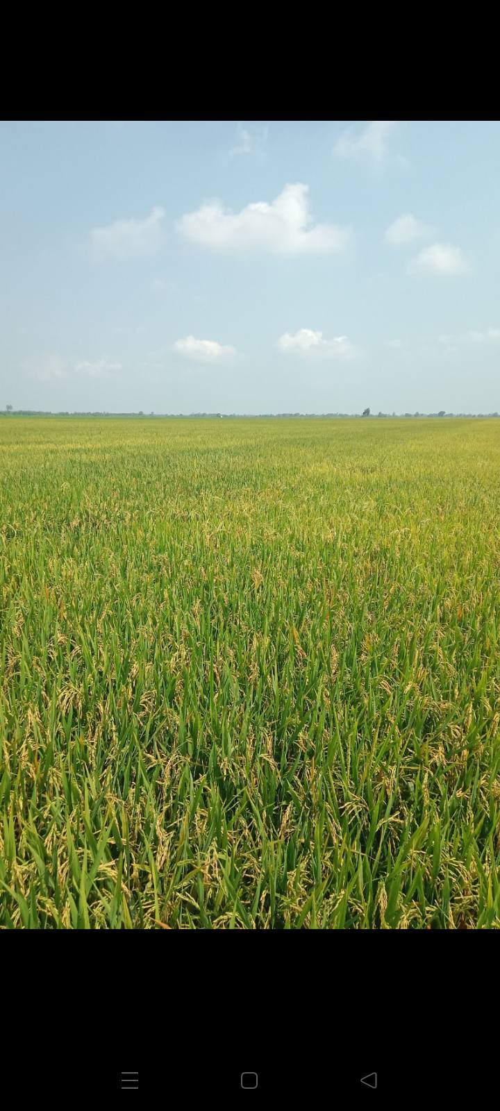 Đất ruộng Tân Tuyến Tri Tôn 52000m² - Diện tích lớn, xe 4 bánh vào tận nơi!