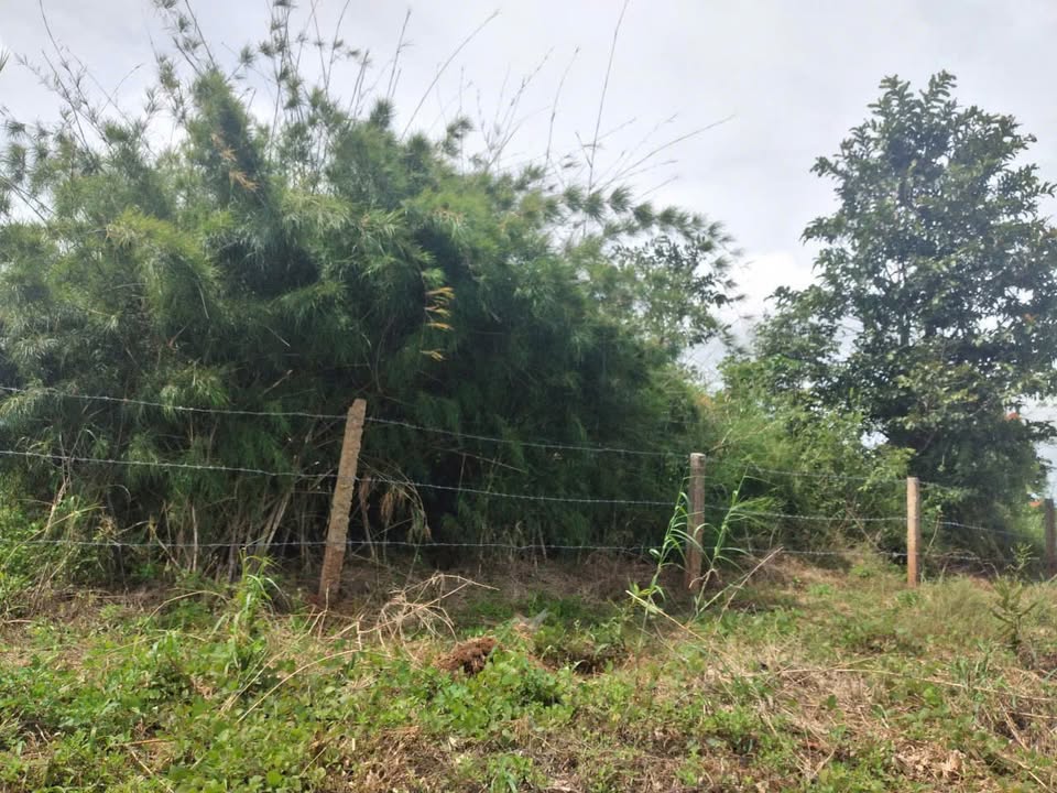 Đất nền chính chủ xã Ia Rong, huyện Chư Pưh, Gia Lai 16.857m² - Pháp lý rõ ràng, đầu tư sinh lời!