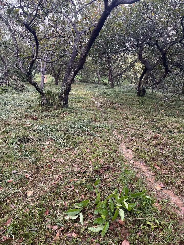 Đất nền Phước Tân 250m² giá 1.85 tỷ - Sổ đỏ chính chủ, đầu tư sinh lời!