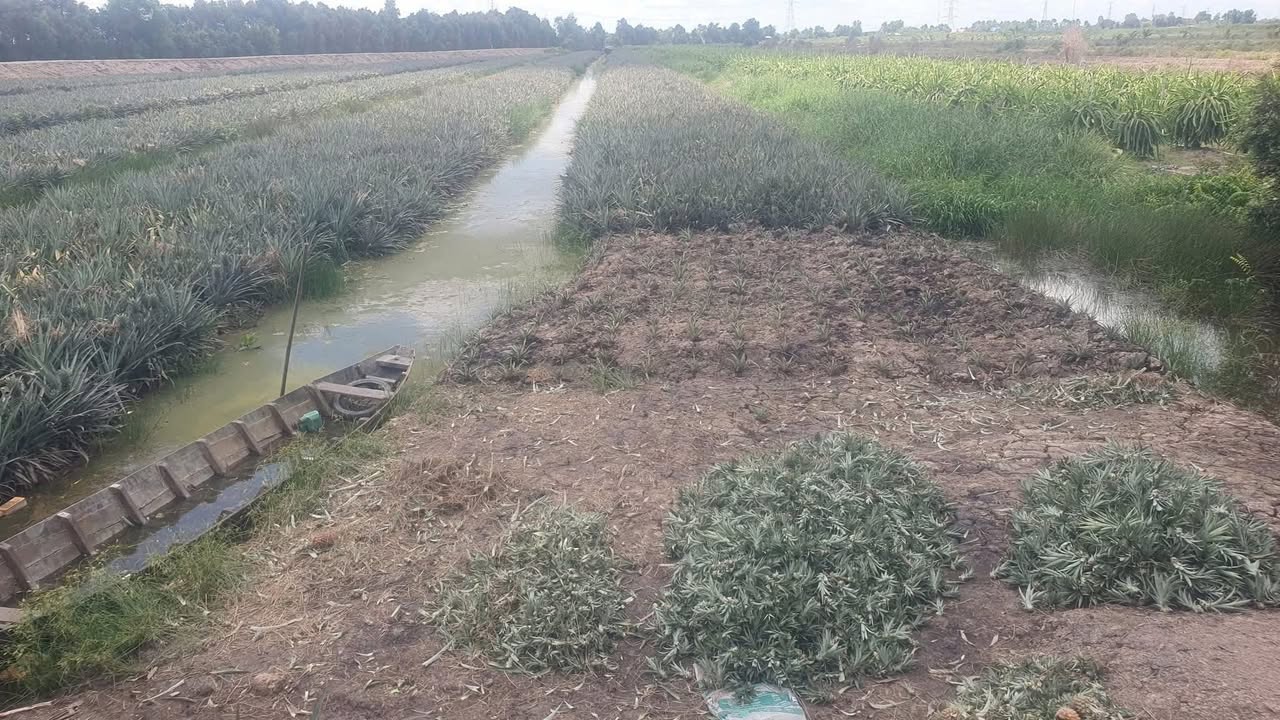 Đất nền Tân Hòa Đông, Tân Phước, 5400m² chỉ 950 triệu - Cơ hội đầu tư tuyệt vời!