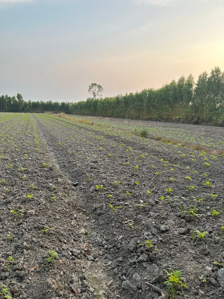 Đất nền Tân Biên Tây Ninh 5000m² sổ hồng - Nhanh tay sở hữu ngay!