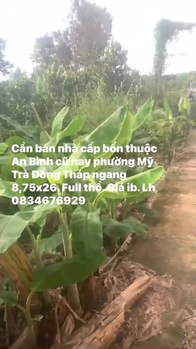 Nhà cấp bốn phường Mỹ Trà, Cao Lãnh 227m² - Mặt tiền đường nhựa sắp hoàn thành!