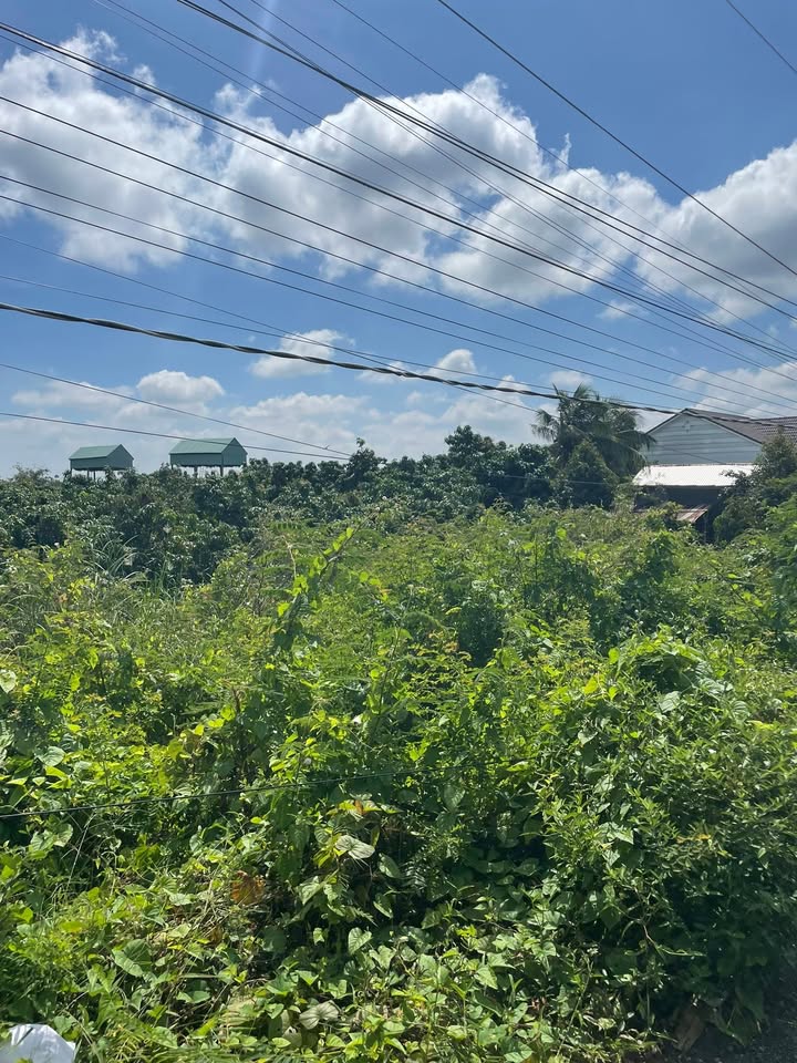 Đất nền mặt tiền đường nhựa xã Bình Thành, Đồng Tháp 600m² giá chỉ 720 triệu - Đầu tư sinh lời!