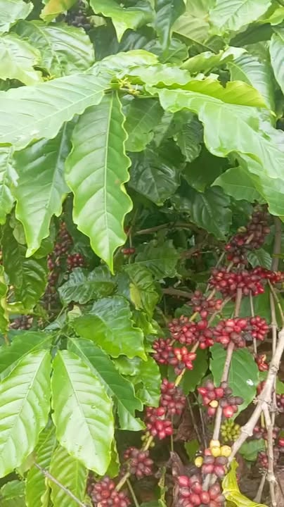 Đất nông nghiệp Ea Ral, Ea H'leo 1ha giá 3.2 tỷ - Đầu tư sinh lời ngay!