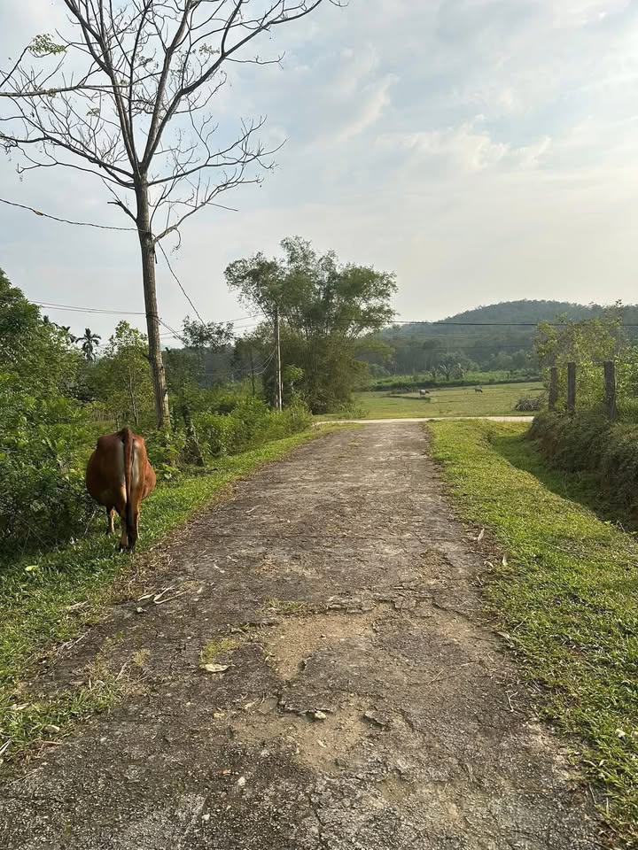 Đất thổ cư Hương Xuân, Hương Khê 1100m² - Cơ hội đầu tư sinh lời!