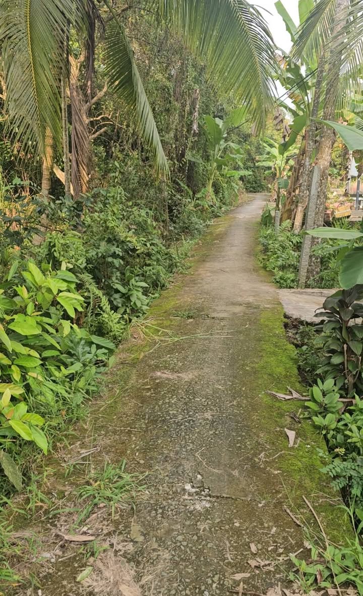 Đất nền Thanh Hòa, Thị Xã Cai Lậy 80m² giá chỉ 250 triệu - Cơ hội đầu tư tuyệt vời!