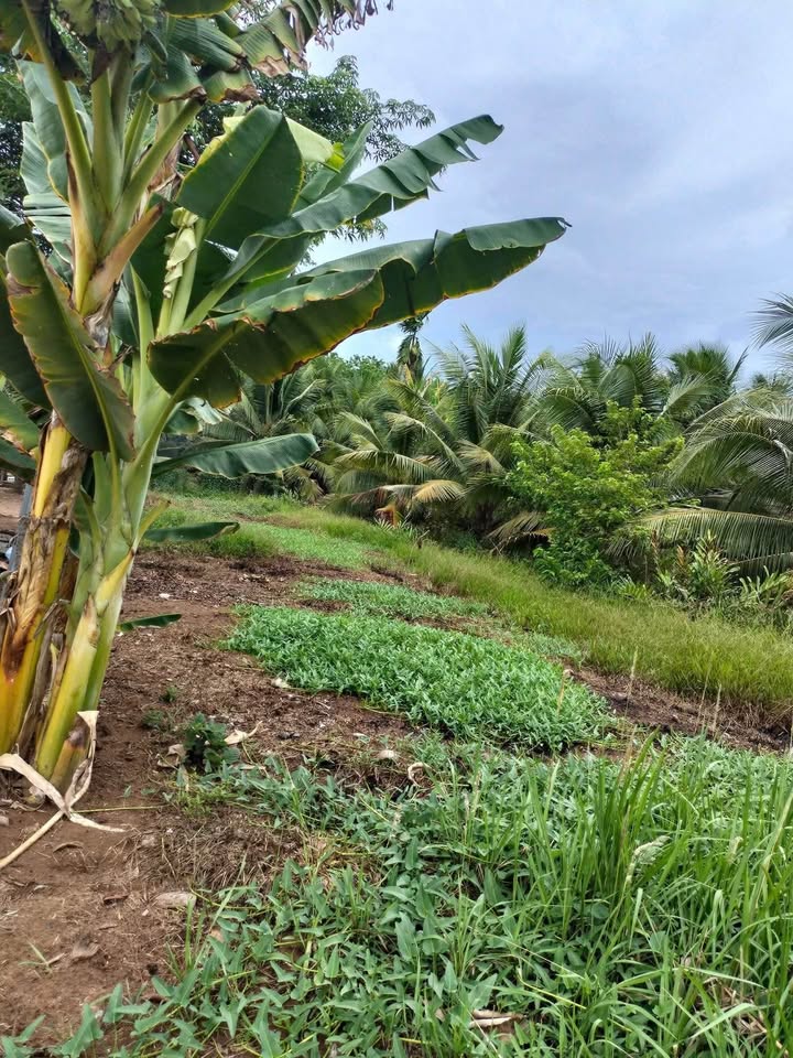 Đất nền Châu Hòa Giồng Trôm 380m² giá 340 triệu - Cần bán gấp trong tuần!