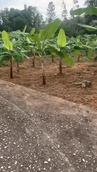 Đất nền Tân An Bắc Ninh 167m² giá chỉ 600 triệu - Cơ hội đầu tư tuyệt vời!