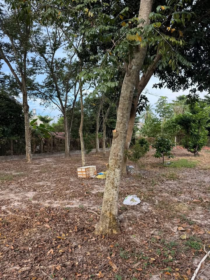 Đất nền 300m² tại Trưng Nữ Vương, Tây Ninh giá chỉ 3.3 tỷ - Đầu tư sinh lời ngay!