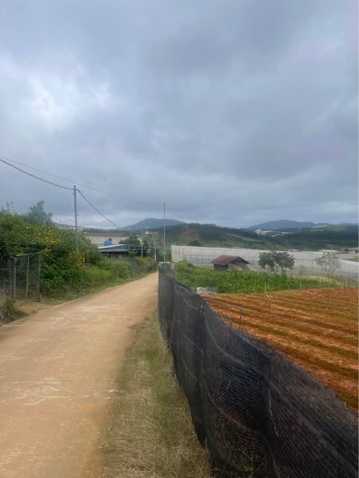 Cho thuê farm 5000m² tại xã Lạc Dương - Đầy đủ điện nước, giá chỉ 75 triệu/năm!