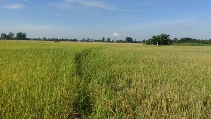 Đất nông nghiệp 24000m² Ấp Thanh Nhung 2 - Tiềm năng phát triển lớn!