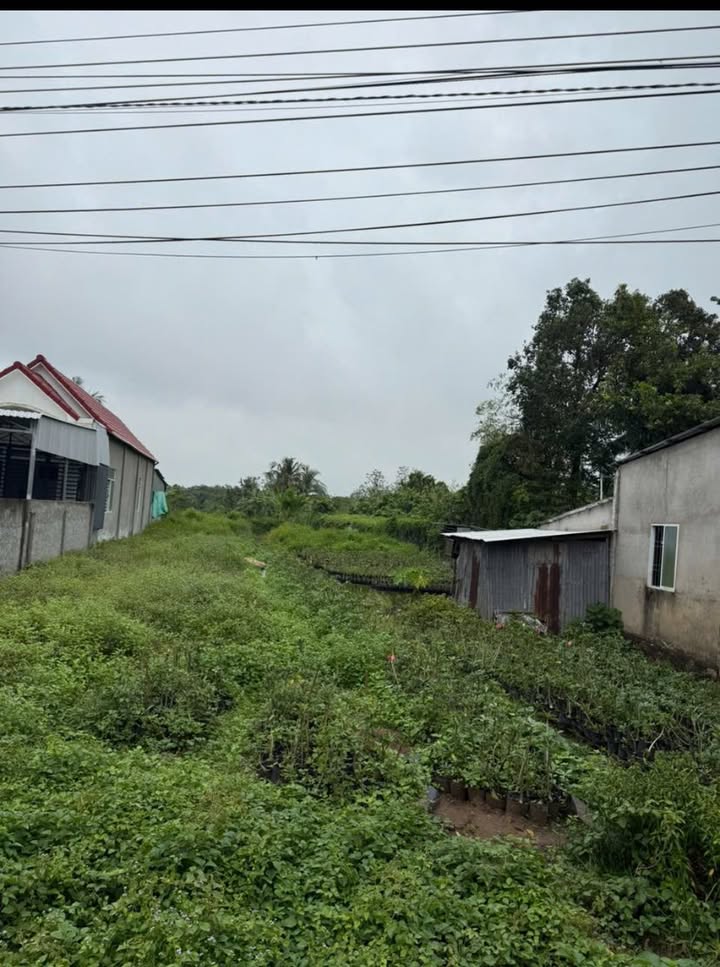 Đất lúa Tân Khánh Đông 585m² giá 550 triệu - Cơ hội đầu tư tốt!