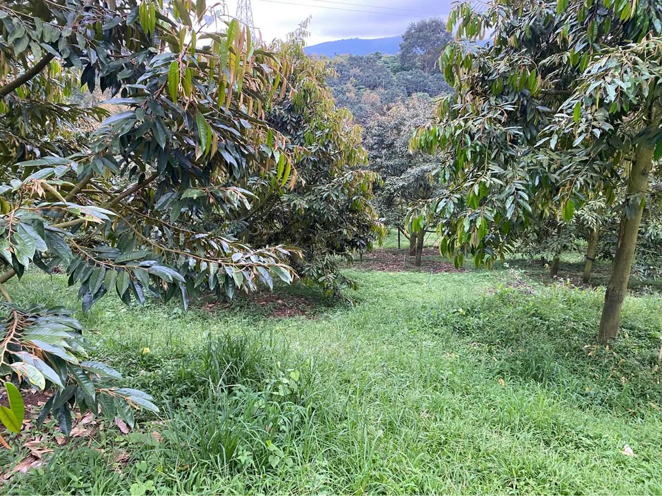 Đất nền Lộc Nam Bảo Lâm 26,640m² - Đường xe hơi tới vườn, giá thỏa thuận!