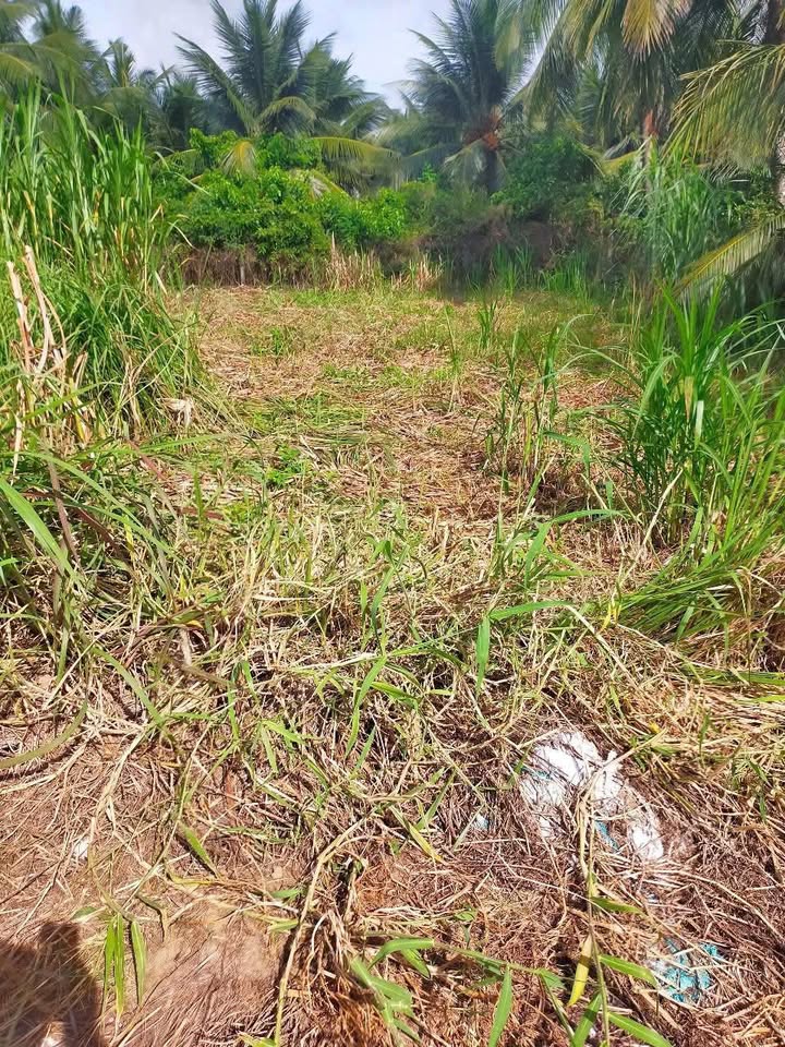 Đất Tân Mỹ Chánh, Mỹ Tho 168m² giá 550 triệu - Cơ hội đầu tư tuyệt vời!