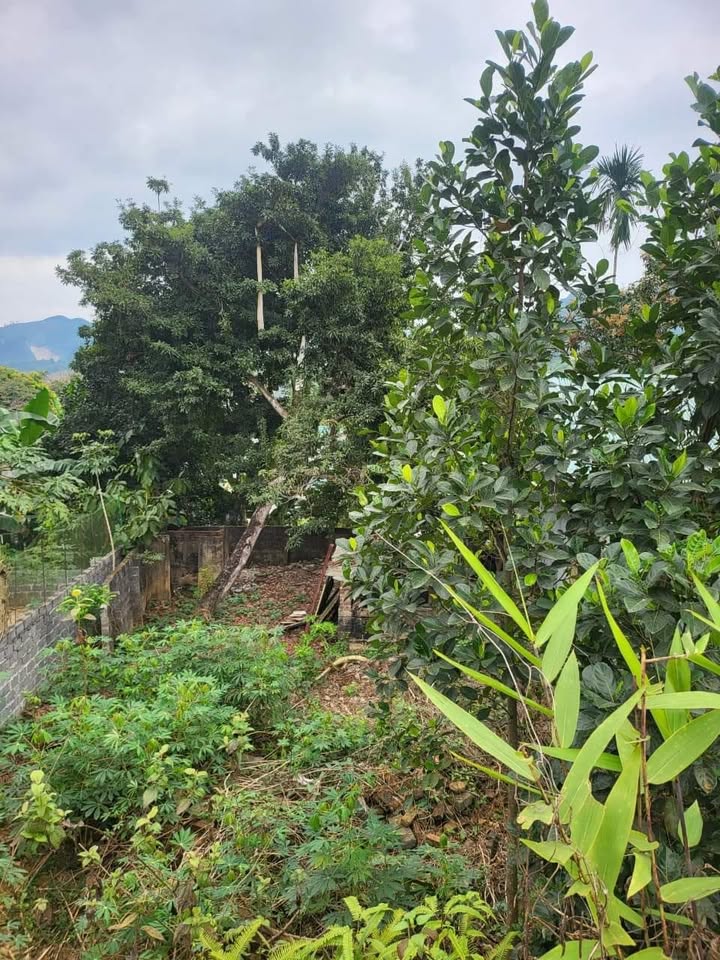 Đất Mông Hóa Kỳ Sơn 6900m² - Sổ đỏ chính chủ, đầu tư sinh lời!