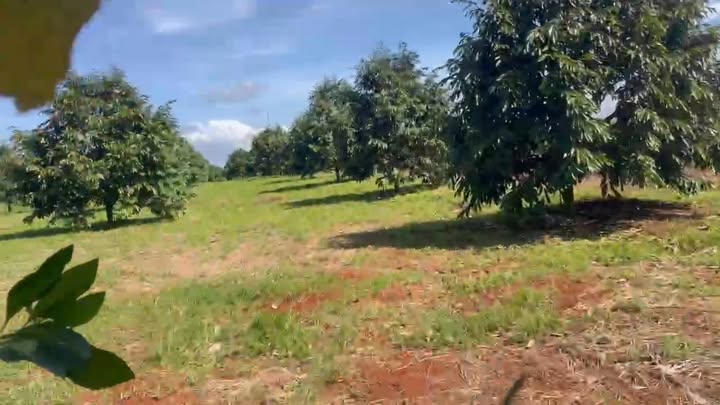 Đất thổ cư Chư Sê 4ha mặt đường nhựa 35m - Đầu tư sinh lời tuyệt vời!