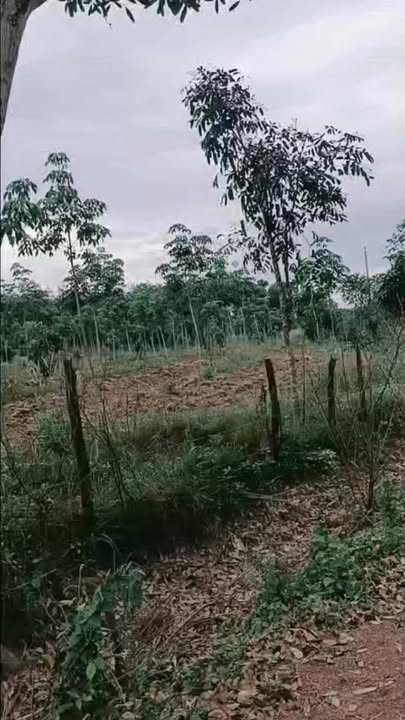 Đất nông nghiệp An Phú Hớn Quản 9 mẫu - Tiềm năng đầu tư sinh lời