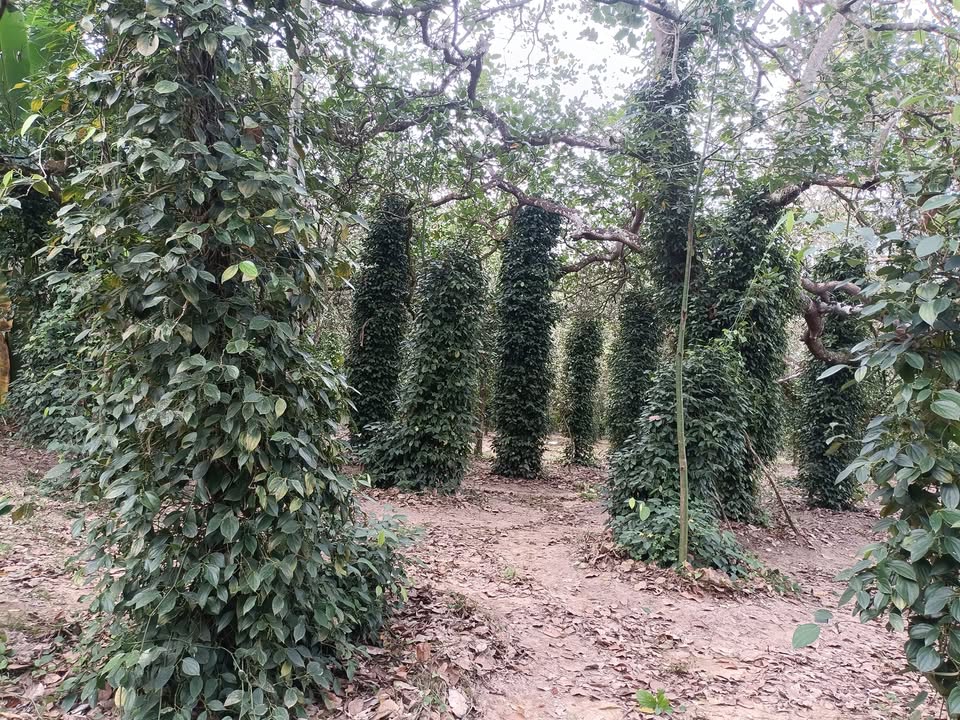 Đất nông nghiệp 8,5 sào tại Đức Hạnh, Đức Linh, Bình Thuận - Giá chỉ 498.75 triệu