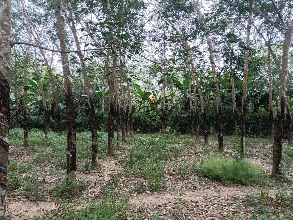 Đất nền Đức Hạnh, Đức Linh, Bình Thuận 828m² giá 1.347 tỷ - Mặt tiền đường rộng rãi và điện đầy đủ!