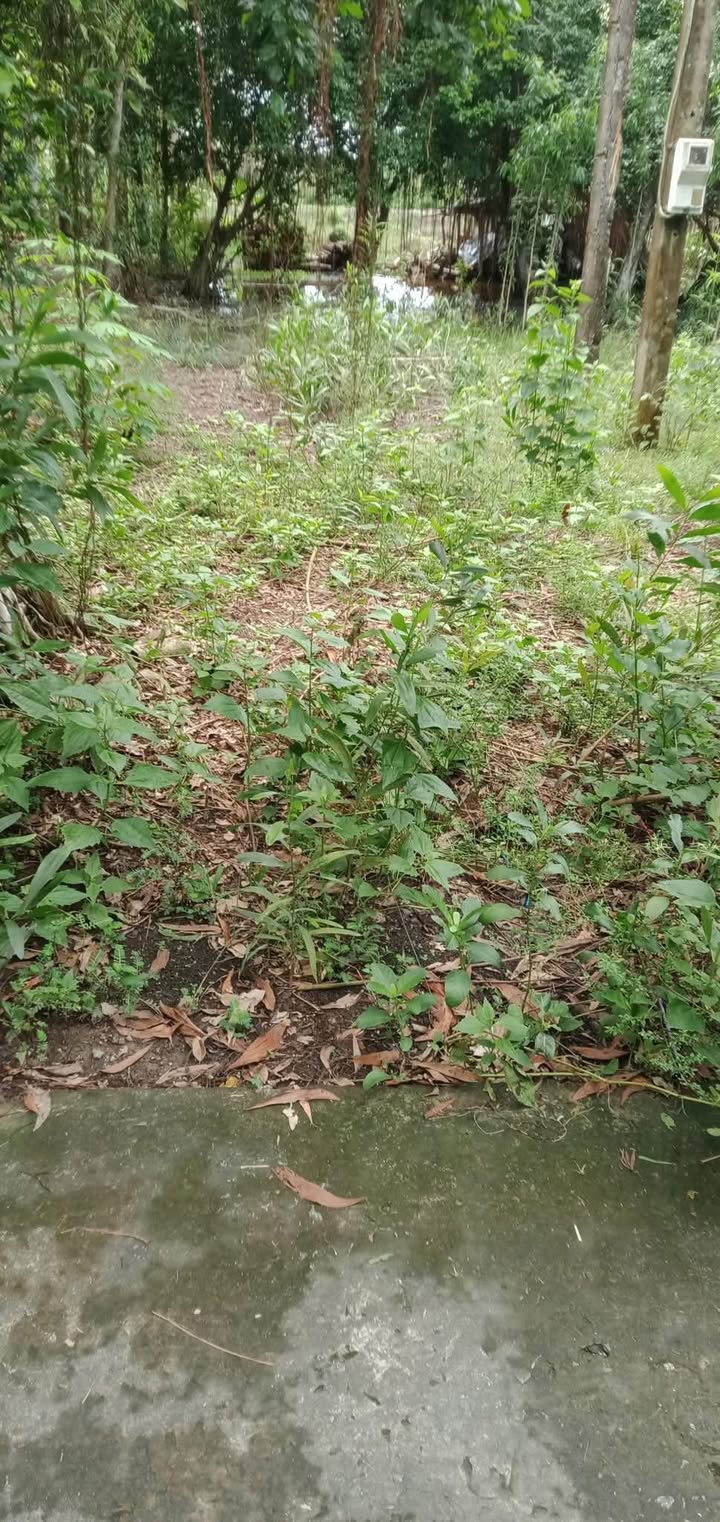 Đất nền ấp Long Hòa, Phước Long 290m² giá 300 triệu - Cơ hội đầu tư tuyệt vời!