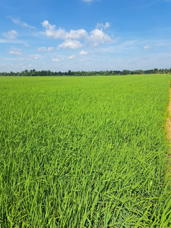 Đất ruộng trồng lúa 4000m² tại An Trường, Càng Long - Giá cả thỏa thuận hợp lý!