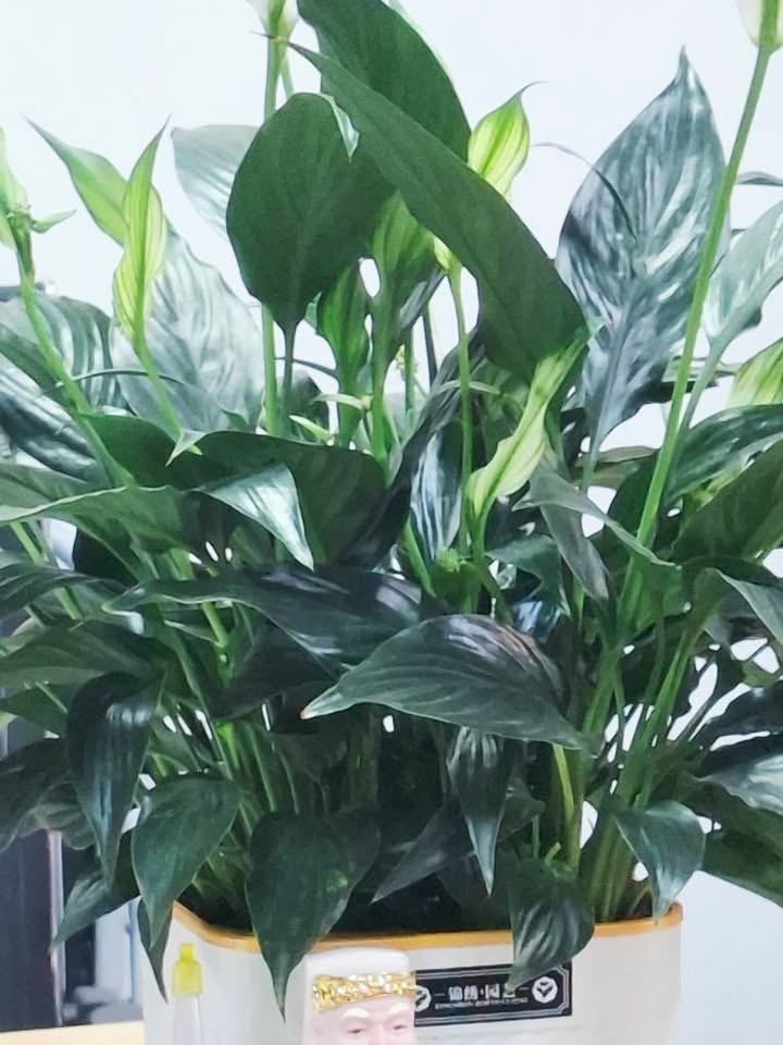 Nhà 3 tầng trung tâm Hạc Thành Mới, 62m² giá 3 tỷ - Vị trí đắc địa, ô tô vào tận nhà!