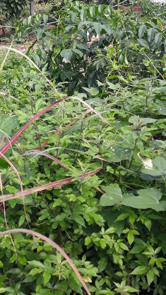 Đất nền chính chủ Long Bình, Biên Hòa 162m² giá 1.85 tỷ - Sổ hồng riêng, thương lượng ngay!