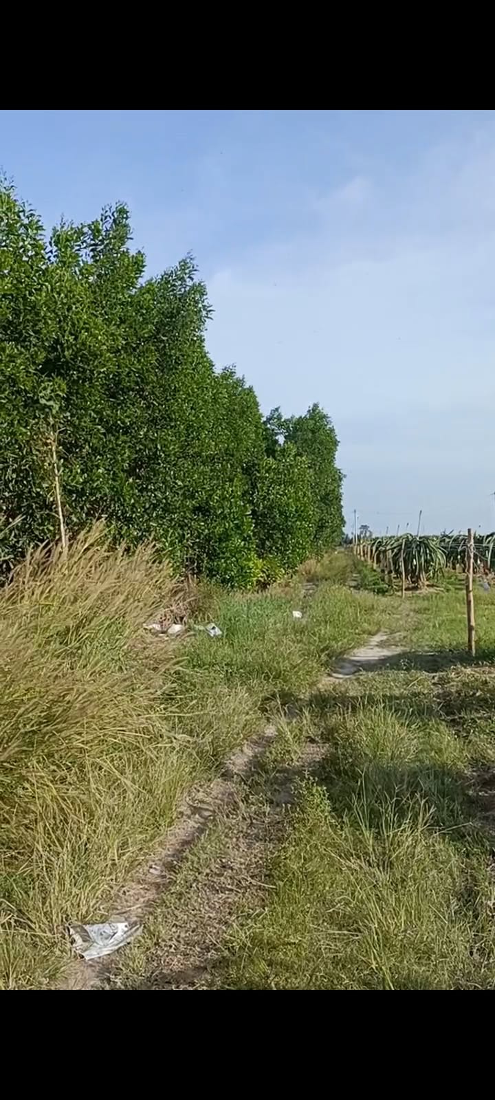 Đất trồng cây 1 hecta Tân Hải, La Gi giá 4 tỷ - Mặt tiền 300m, pháp lý rõ ràng!