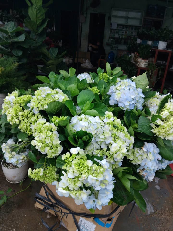 Bán đất quy hoạch Cầu Ngan Thạch Hạ, Vinh 8m² - Giá tốt nhất thị trường!