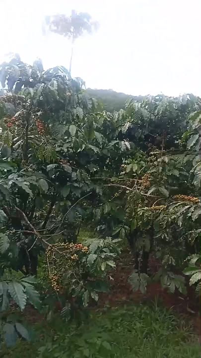 Đất nền Lộc Ngãi Bảo Lâm 1440m² giá 1.5 tỷ - Sổ đỏ chính chủ, ô tô vào tận nơi!