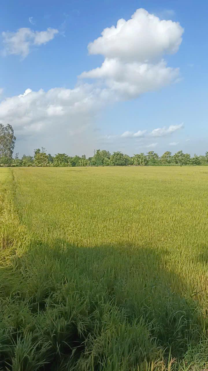 Đất lúa Mỹ Hoà Long Xuyên 9000m² giá 200 triệu - Cơ hội đầu tư tuyệt vời!