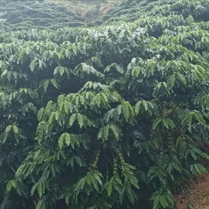 Đất nền Lâm Hà 10,800m² giá chỉ 590 triệu - Cơ hội đầu tư tuyệt vời!